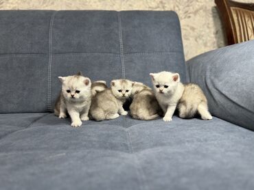 британская короткошерстная британская короткошерстная кошка: Продаются котята британские серебристые шиншилы