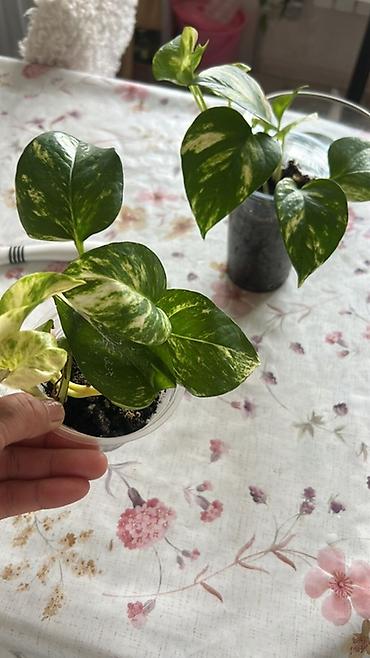 Эпипремнумы и сциндапсусы: Эпипремнум (Pothos) пестролистный — комнатное ампельное растение с — 15