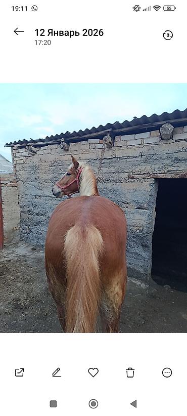 Лошади, кони: Продаю | Кобыла (самка) | Рабочий — 4