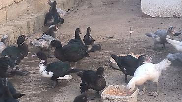 fermer təsərrufatı: Dişi, | Lal ördək, Damazlıq — 2