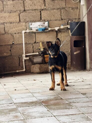 İtlər: •	Yaşı: 4 aylıq (5 aylığa keçəcək) 	•	Tam aktiv və sağlamdır 	•	Bütün — 4