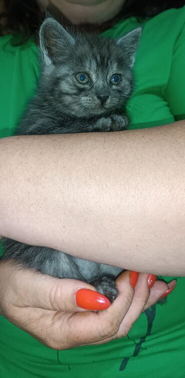 сибирский кот: Готова переехать в новую семью очаровательная девочка