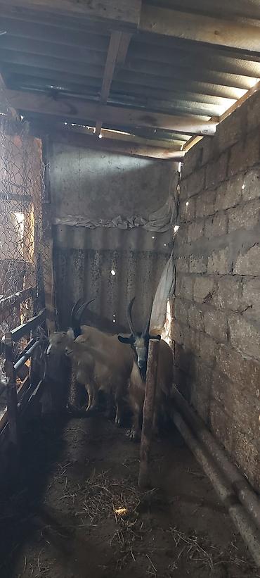 it cinsi adlari: Tam sağlam erkək çəpişlər Ətləri 12-13kq olar 3 ədədir.kəsib verməkdə — 1