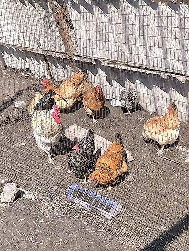 Куры, петухи: Продаю | Куры | Домашняя | Для разведения — 2