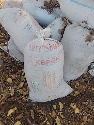 qosqu mala: Quru Yanmış peyindir Setka ile elenmiş peyin temiz kiseler yigilmiş — 2