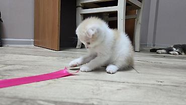 Продажа кошек: Скотиш Фолд (Шотландская вислоухая), 1 месяц, Девочка, Голубой, Приучена к лотку — 16