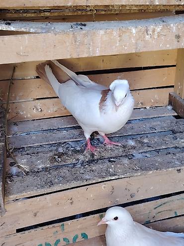göyercin yuvası: Sari kekili kohe cins təmiz qandi erkeydi Təsvir: - Rəng: ağ gövdə — 2