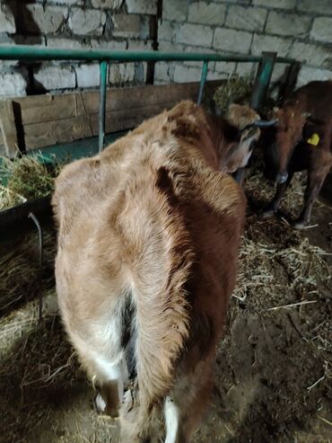 Dana, buzov: Dana, buzov, Dişi, Holsteyn, ay: 1, 560 kq, Ətlik — 4