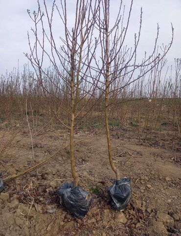 Şitillər: Dekarativ bitgilerin satişi — 24