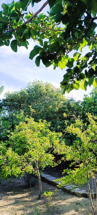 1 otaqlı kirayə: 8 sot, Tikinti, Mülkiyyətçi, Kupça (Çıxarış)