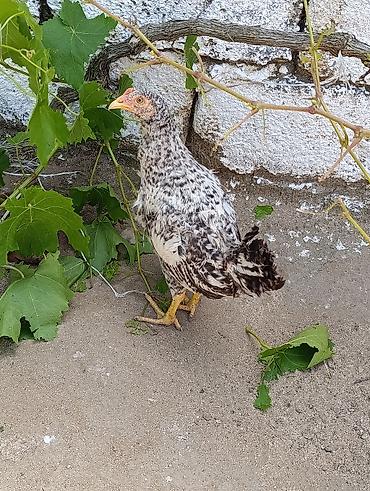 ditdili dermani: Məhsul: Yerli tam sağlam kənd toyuqları 3aylıq bütün vitaminləri — 2
