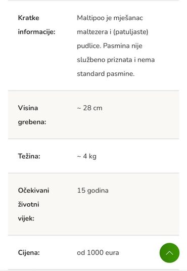 Psi: Na prodaju štenci maltipoo F2B iz odgajivačnice FCI 5411 "God's Gift" — 15