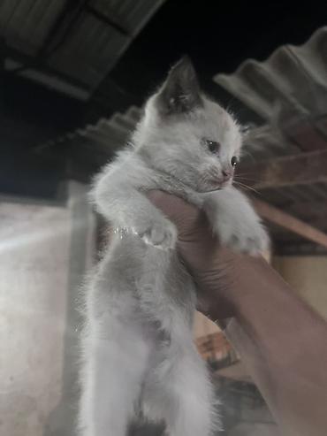 Отдам даром кошку: Кошка даром: Беспородная, 1 месяц, Девочка, Метис — 3