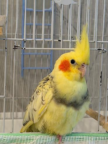 quslar type 1: Nymph paraket (Cockatiel) – sarı lutin-perl mutasiyası - Rəng: açıq — 3