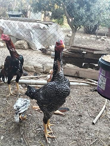 sari qus: Heyratı pleymut fərə satılır. 1yaş 7 aylıqdır, sağlamlığına — 4