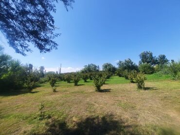 sarayda kirayə həyət evləri: Kənd təsərrüfatı, Mülkiyyətçi