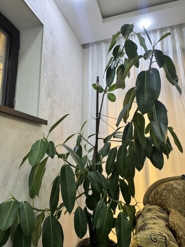 Otaq bitkiləri: Böyük ölçülü otaq bitkiləri dəsti - Fikus elastika (rezin ağacı) — 1