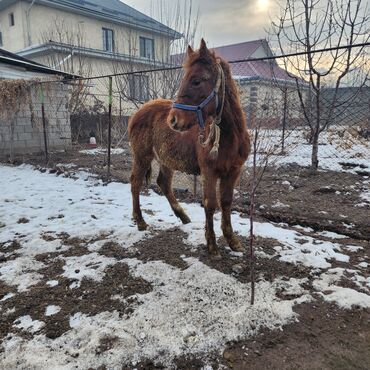 Лошади, кони: Продаю | Конь (самец), Жеребенок | Полукровка, Английская | Для разведения, Конный спорт — 10