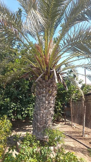 xurma palması: Xurmapalması (Phoenix dactylifera) – həyət və bağ sahələri üçün iri — 3