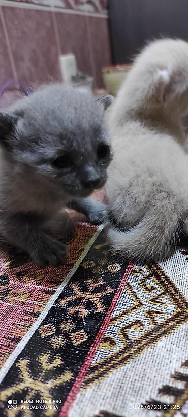 ən ucuz pişiklər: Dişi, Yaxşı əllərə — 10