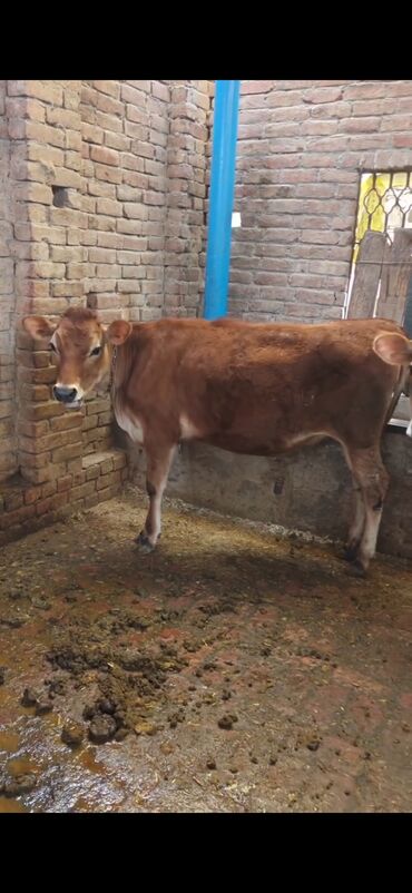 Inəklər, öküzlər: Inek 3 balasi dogub disi balaldir 4 ayliq disi duyesi var her saganda — 4