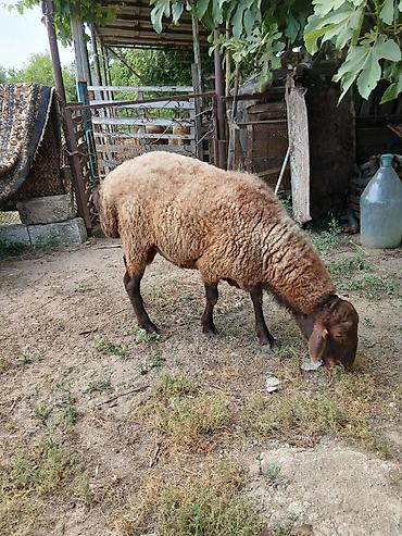avcarka type 1: Salam damazdığ cins qoç satıram 2 yaşı var heyvanın.heyvan yaxşı — 6