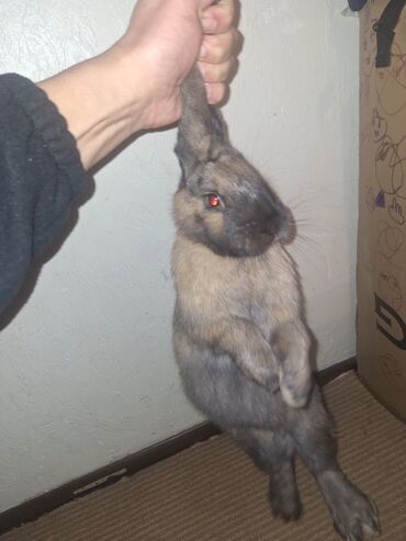 сколько стоит кролик домашний: Кролик домашний (декоративный/мясо‑пухового типа) - Окрас: серо‑бурый