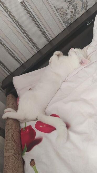 Отдам даром кошку: Кошка даром: Као-мани, 5 лет, Мальчик