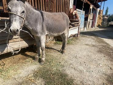 ат жаныбар: Осёл серой масти - Вид: домашний осёл (бурро), компактного роста - — 1