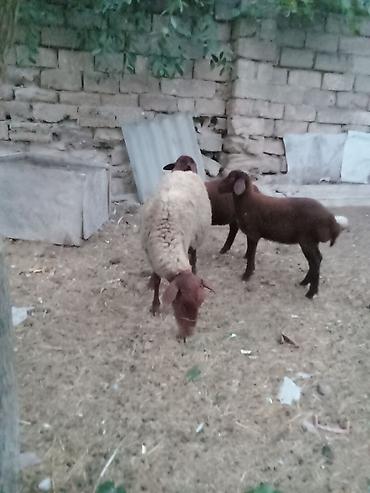 binə atciliq: Salam endirim olacaq dişi qoyun iki balasıyla əkiz 1 Erkey 1 dişi — 6