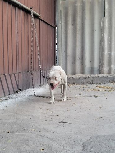 будка для собак: 1год пол:сучка не агрессивный