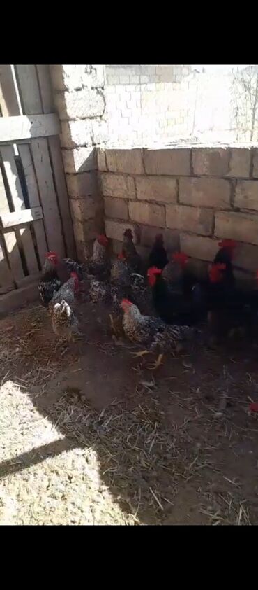 Кролики: Salam Kürdəxanıda Yerləşir Xarkov Sortudu Xoruz Çox Olduğundan 15dene