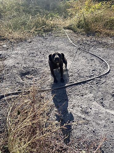 отдам даром охотничью собаку: Собака даром: 2 года, Самка, С прививкой — 2