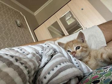 Отдам даром кошку: Кошка даром: Беспородная, 2 месяца, Мальчик, Приучена к лотку — 6