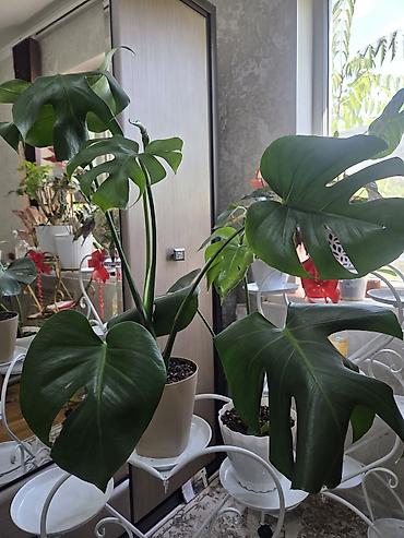 Антуриумы: Антуриум Андре (Anthurium andreanum) - Эффектный комнатный ароид с — 67