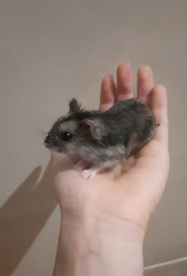 Bıçaqlar: Balaca, boz rəngli hamsterlar. Bu növ hamsterlər ev şəraitində
