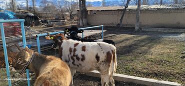 Коровы, быки: Продаю | Музоо, торпок | На откорм | Привязанные — 5
