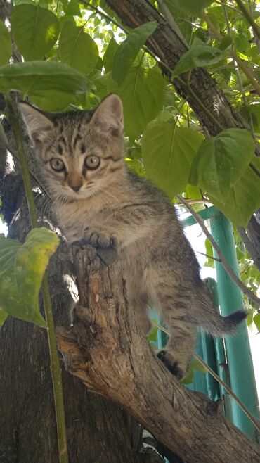 скоттиш страйт шотландская прямоухая кошка: Кошка даром: Беспородная, 2 месяца, Девочка, Приучена к лотку