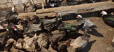 Ördəklər: - Növ: Lal ördək, amerikan sortu (Muscovy ducks). - Rənglər: tünd, ağ — 10