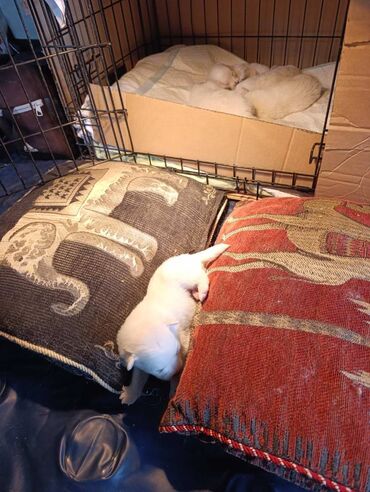 Psi: Nemački špic štenci - majka je naš kućni pas (ima je na slici gde na lalafo.rs — 3 Psi: Nemački špic štenci - majka je naš kućni pas (ima je na slici gde — 3