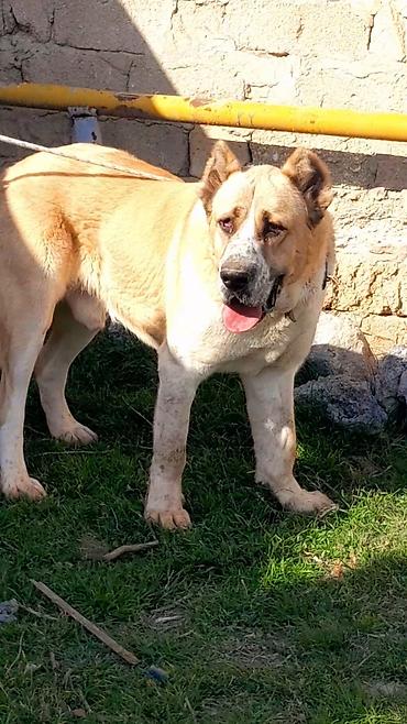 itlər doberman: 1 il, Erkək, Peyvəndli, Rayonlara çatdırılma — 2