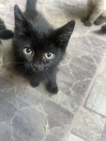 милые котята: 🐾 Отдам котят в добрые и заботливые руки! 🏡❤️ Очаровательные котята — 9