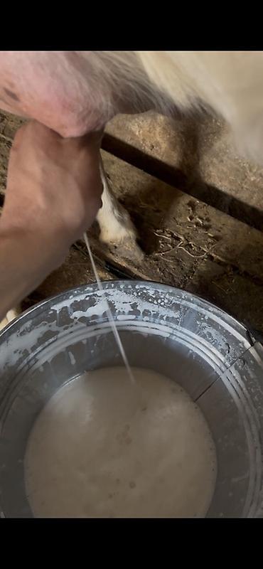 azza elaqe: Keçi südü gündəlik ən azı 10 litr olur ünvan Kürdəxanı kəndi 113 saylı — 3