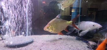 Akvariumlar: Dördbucaq akvarium, Balıqlarla birlikdə, 120 l — 9