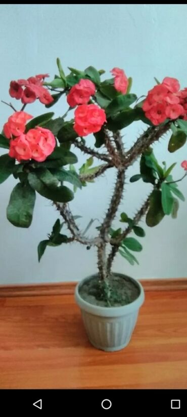 купить фикус: Молочай Миля (Euphorbia milii, “терновый венец”) в горшке. - Крупное