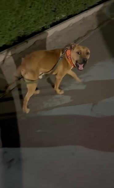 Другие услуги: 🐾 Лапки под присмотром — забота, как для своих.🐾 Я няня для ваших — 20