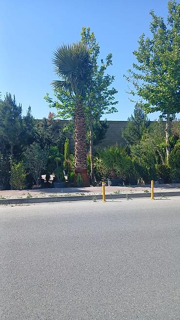 Деревья: Yüksək ölçülü dekorativ palma ağacı – palmalar 3000 nen 8000 ne qeder — 4
