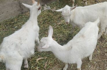 ангорская коза: Продаю | Козлёнок | Зааненская | На забой, Для разведения | Племенные, Осеменитель