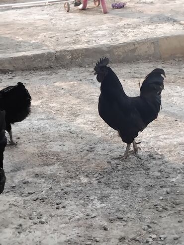 ayam cemani yumurta: Toyuq, Damazlıq, Pulsuz çatdırılma