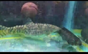 akvarium satilir: Yoyo baliqlari, uzunluqu 13-15 sm. Qiymət birinə ayiddi